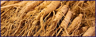 Panax ginseng root extract