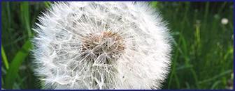 Taraxacum officinale dandelion extract