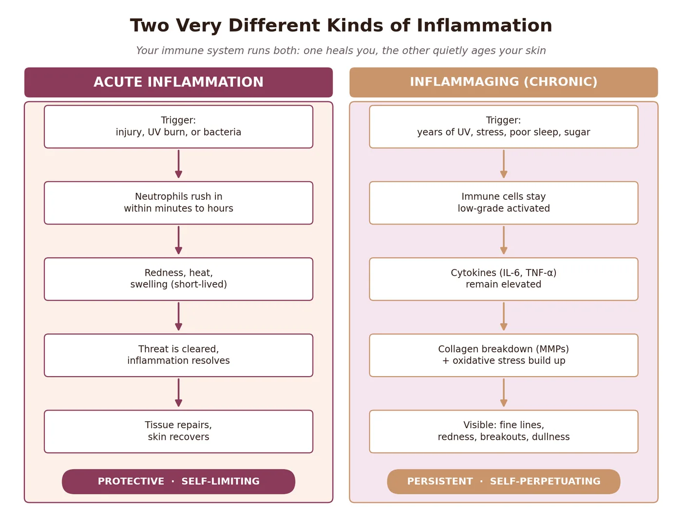 Diagram comparing the five stages of acute inflammation, which resolves and protects, against the five stages of chronic inflammaging, which persists and self-perpetuates