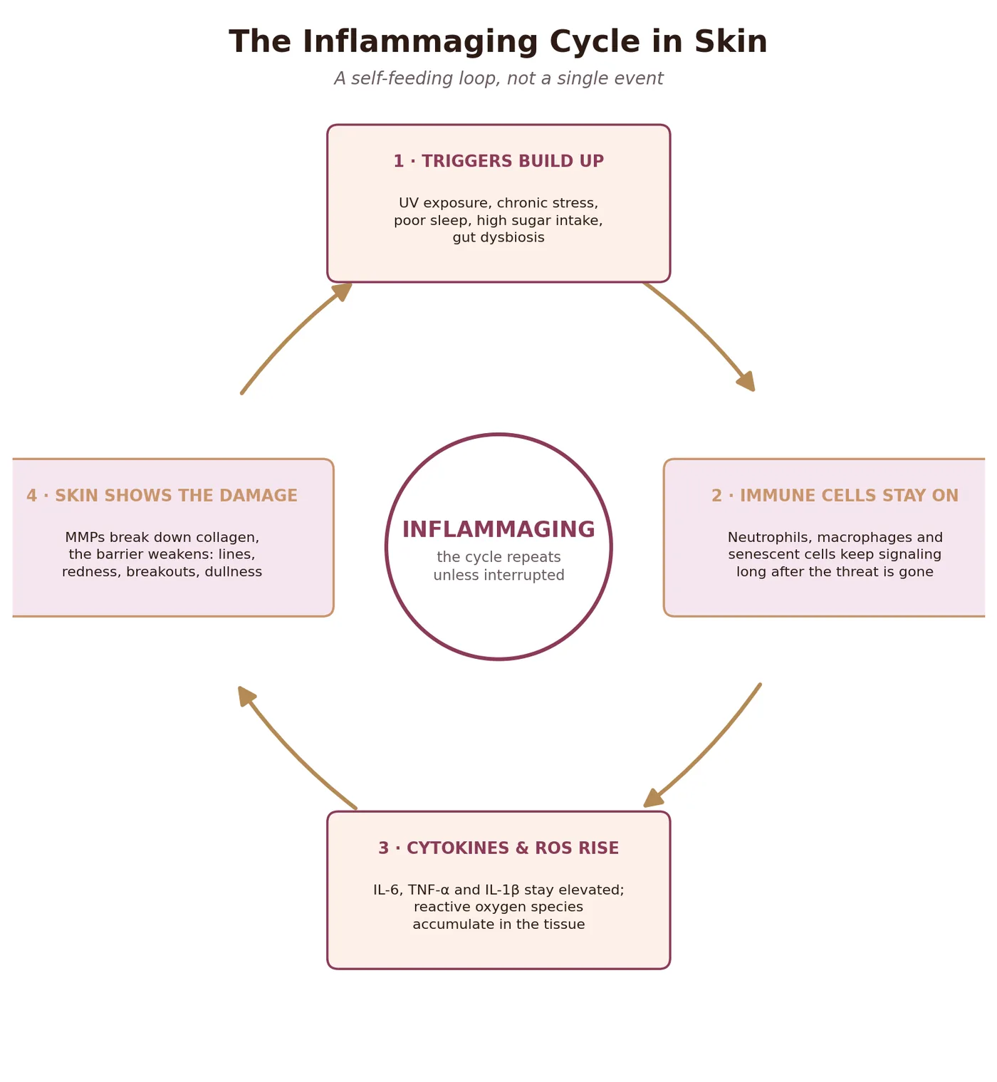 Circular diagram showing the four-stage inflammaging cycle in skin: triggers build up, immune cells stay switched on, cytokines and oxidative stress rise, and skin shows the damage, which feeds back into more triggers