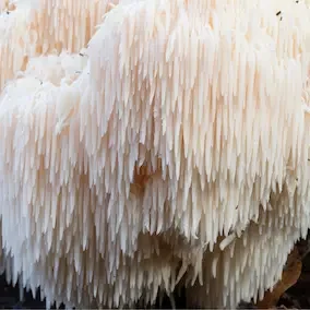 Lion's Mane Mushroom (Yamabushitake)