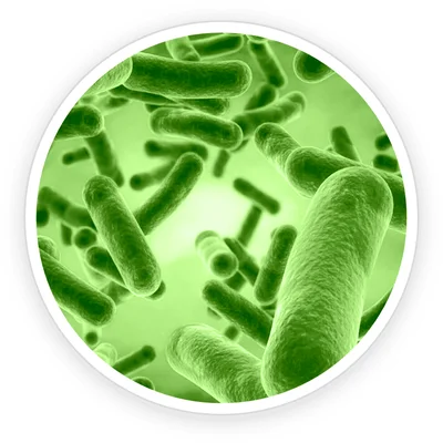 Bacillus Coagulans probiotic bacteria under microscope