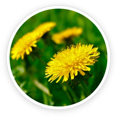 Dandelion Taraxacum officinale yellow flowers in a field