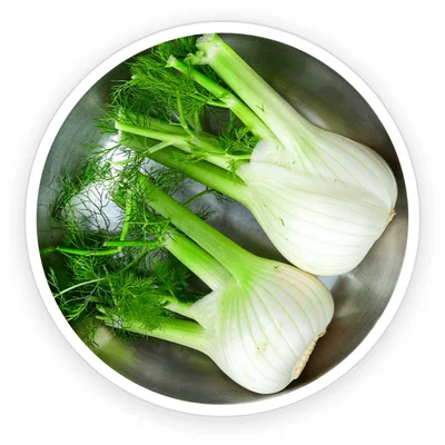 Fresh fennel bulbs with fronds