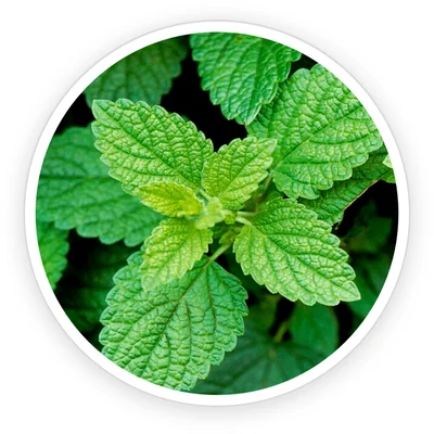 Lemon balm Melissa officinalis green leaves