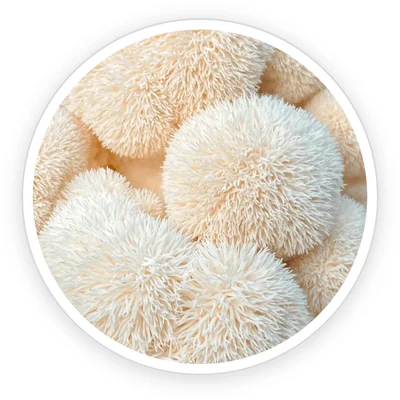 Lion's Mane mushroom Hericium erinaceus white fluffy