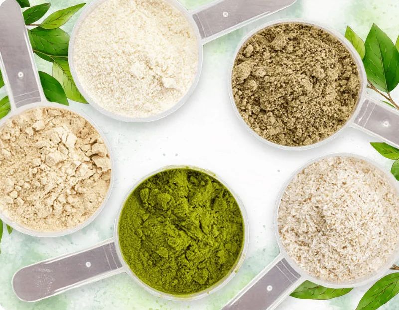 ProDentim botanical blend ingredients in measuring scoops showing the plant-based formula components