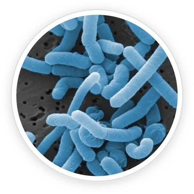 Lactobacillus bacteria under electron microscope - blue tones