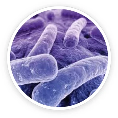 Lactobacillus reuteri probiotic bacteria