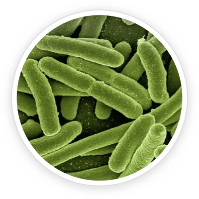 B. lactis BL-04 probiotic bacteria